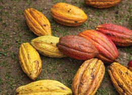 Cacao pods contain 30&ndash;40 seeds each and are protected by a sticky white pulp. 